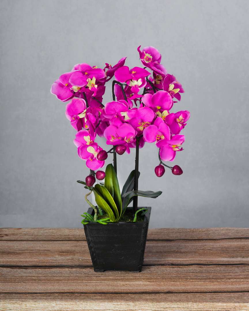 POTTED ORCHID