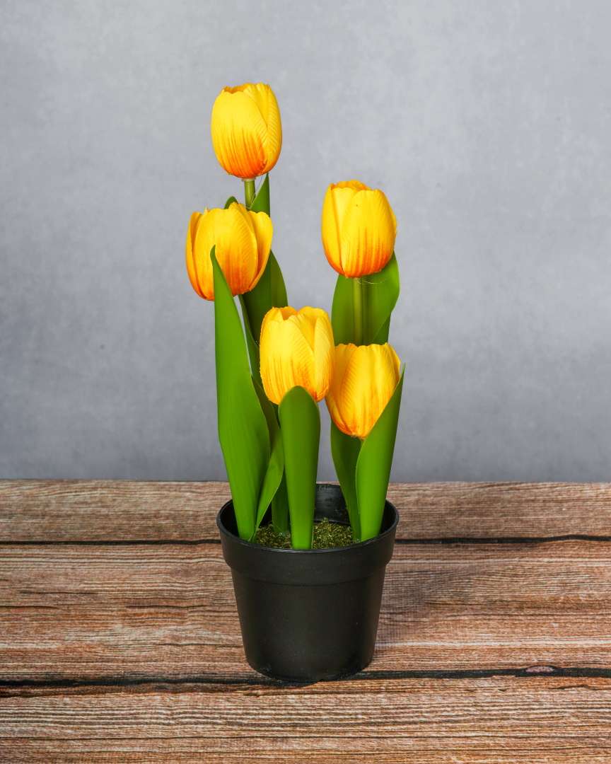 POTTED TULIP
