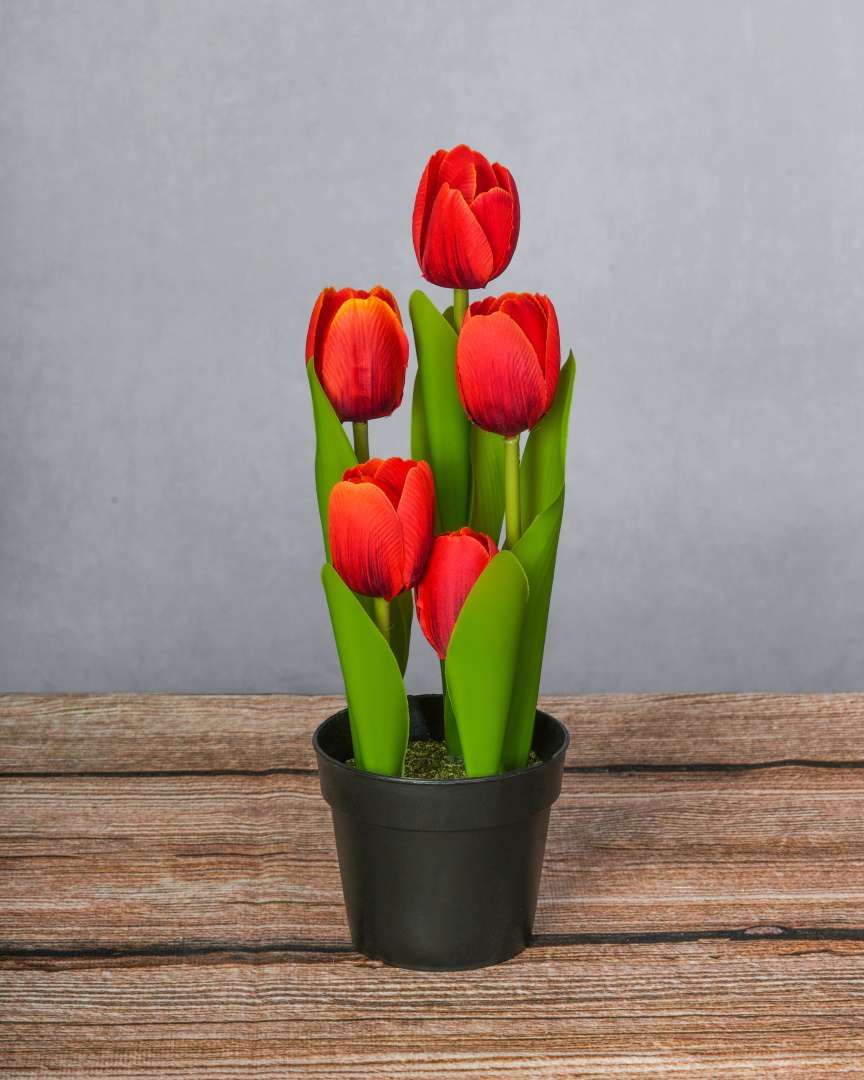 POTTED TULIP